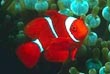 Maroon Clown Fish
